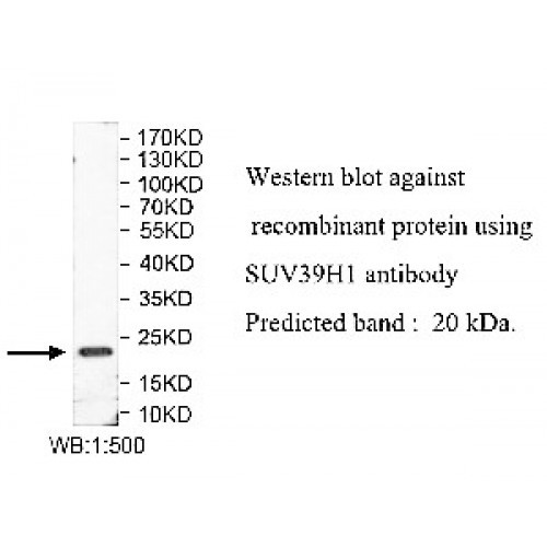 SUV39H1 Antibody