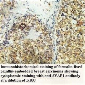 SYAP1 Antibody