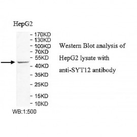 SYT12 Antibody
