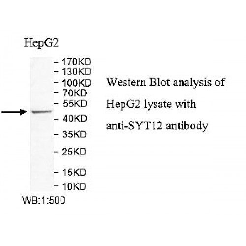 SYT12 Antibody