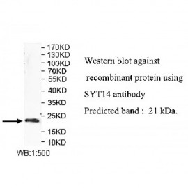SYT14 Antibody