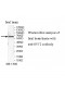 SYT2 Antibody