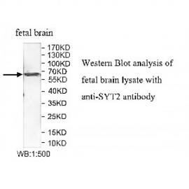 SYT2 Antibody
