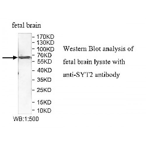 SYT2 Antibody
