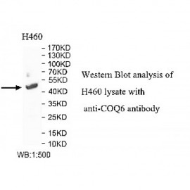 COQ6 Antibody