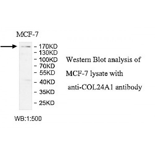 COL24A1 Antibody