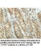 CNOT7 Antibody
