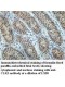 CLK3 Antibody