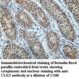 CLK3 Antibody
