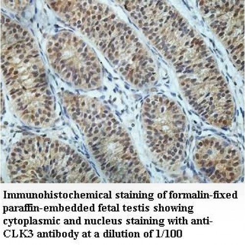 CLK3 Antibody