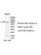 CLK3 Antibody