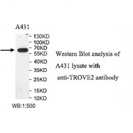 TROVE2 Antibody