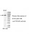 TSGA10 Antibody