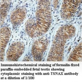 TSNAX Antibody