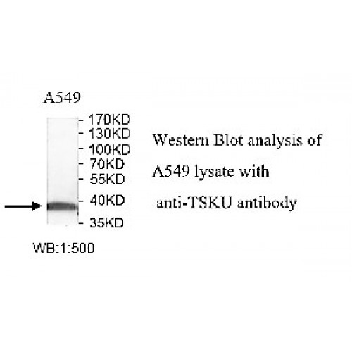 TSKU Antibody