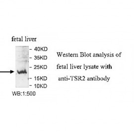 TSR2 Antibody