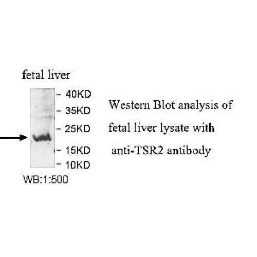 TSR2 Antibody