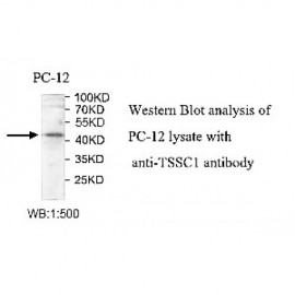TSSC1 Antibody