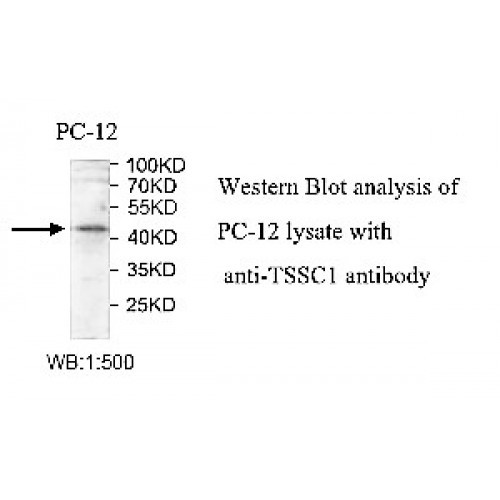 TSSC1 Antibody