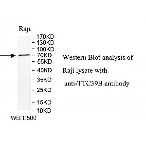 TTC39B Antibody