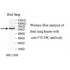 TTC39C Antibody