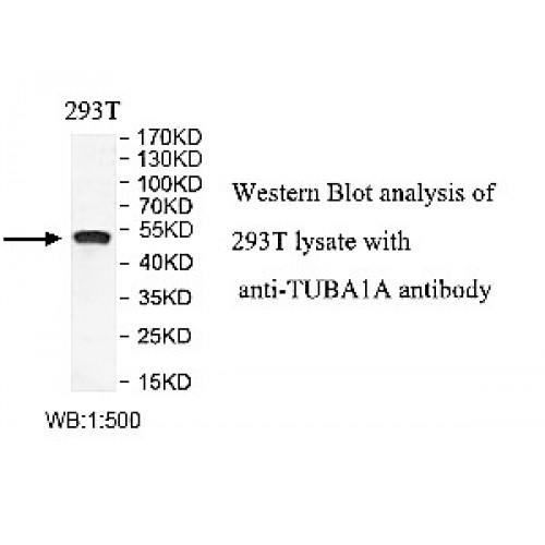 TUBA1A Antibody