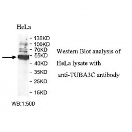 TUBA3C Antibody
