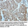 TTLL9 Antibody