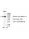 TTLL9 Antibody
