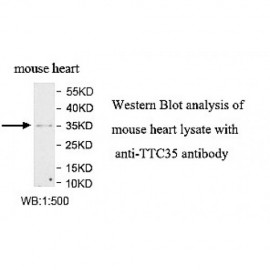 TTC35 Antibody