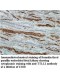 TTLL1 Antibody