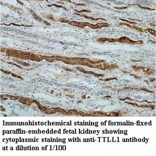 TTLL1 Antibody