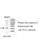TTLL1 Antibody