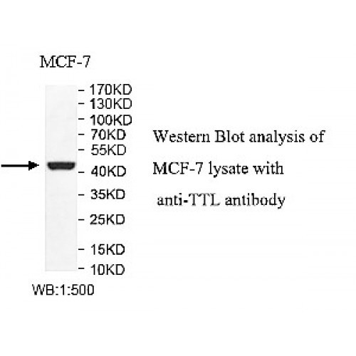 TTL Antibody