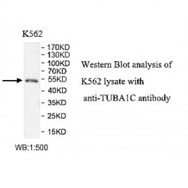 TUBA1C Antibody