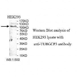 TUBGCP3 Antibody