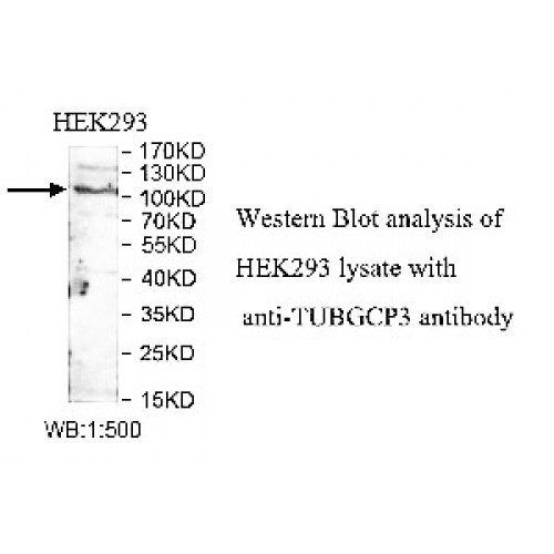 TUBGCP3 Antibody
