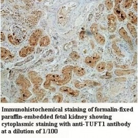 TUFT1 Antibody