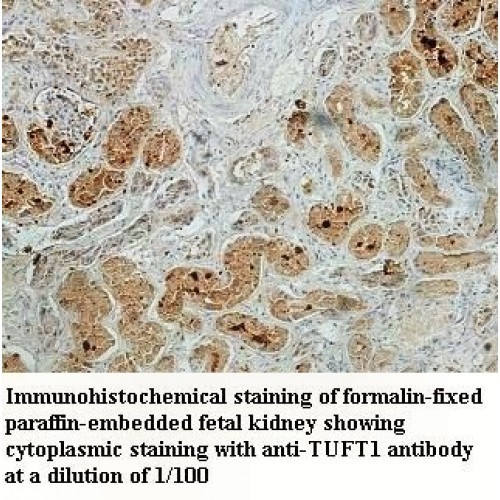 TUFT1 Antibody