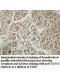 TUSC4 Antibody