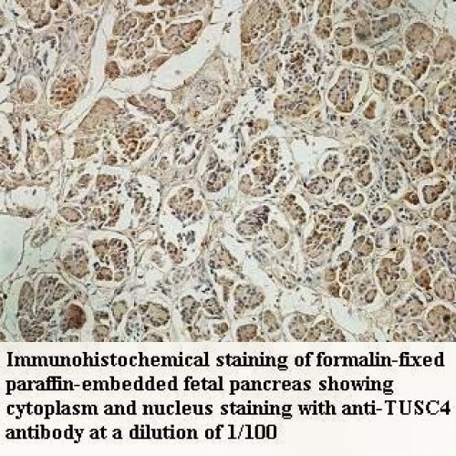 TUSC4 Antibody