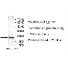 TWF2 Antibody