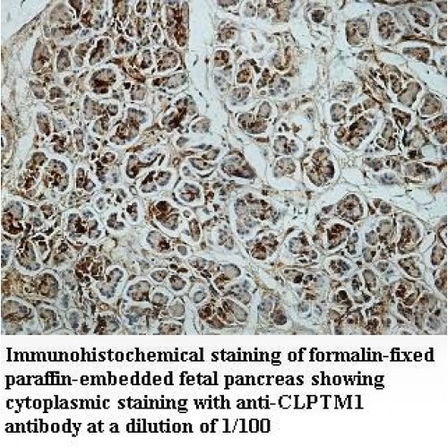 CLPTM1 Antibody