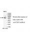 CLK2 Antibody