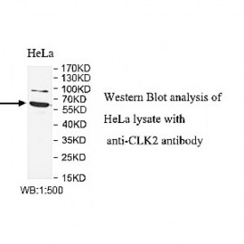 CLK2 Antibody