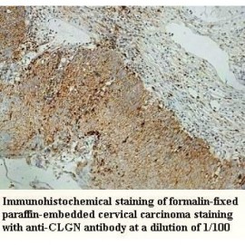CLGN Antibody