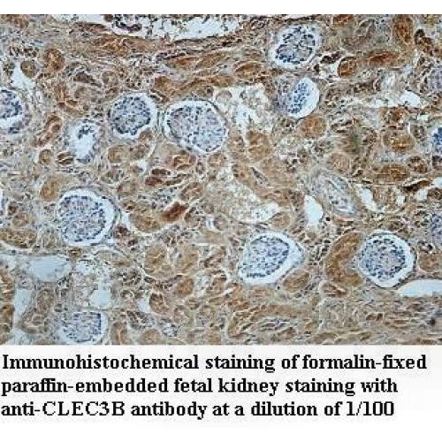 CLEC3B Antibody