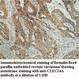 CLEC14A Antibody