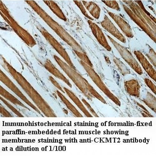 CKMT2 Antibody