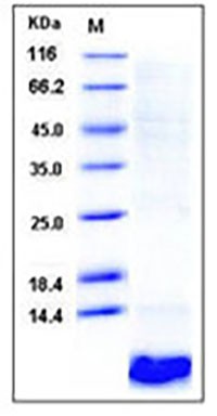 Human EGF/Epidermal Growth Factor Protein